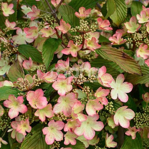 Viburnum Plic. Kilimandjaro Sunrise - Shrubs - Windyridge Garden Centre