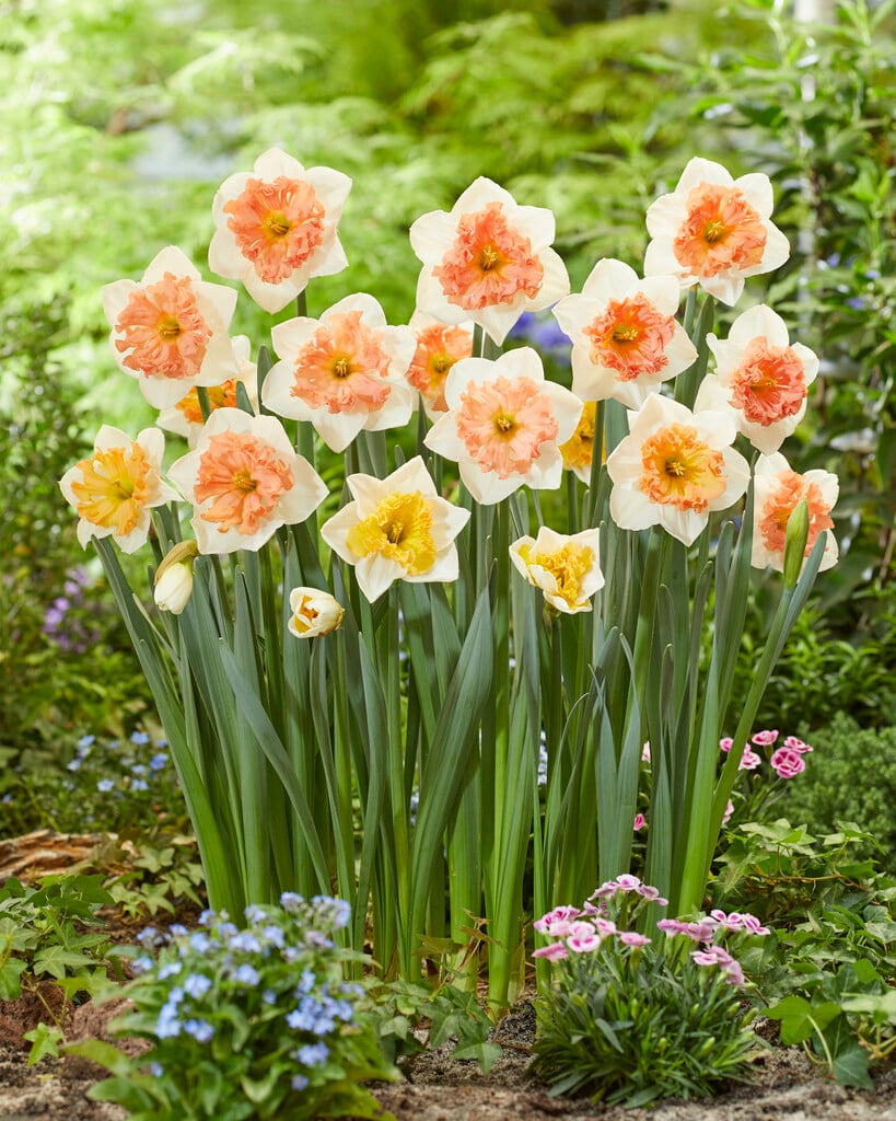 PREM NARCISSUS  HUNGARIAN RHAPSODY X 5