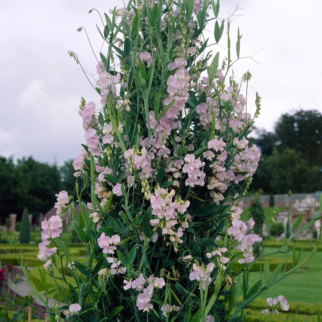 Lathyrus latifolius Pink Pearl