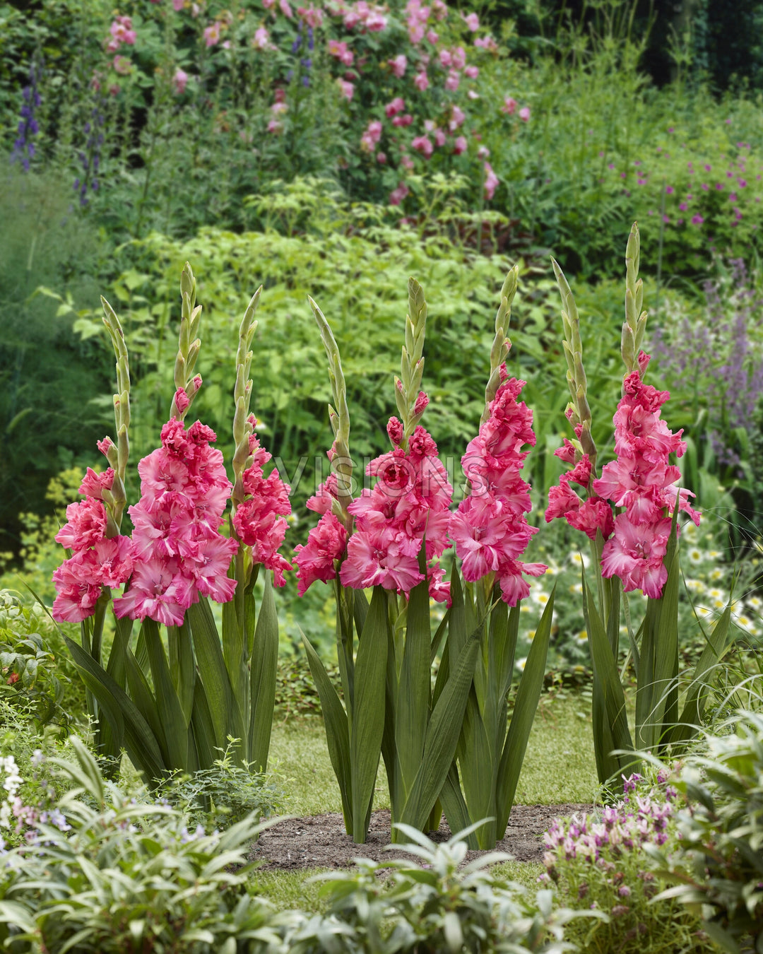 Gladiolus Flamencos Kingston Ruffle 10 - Bulbs - Windyridge Garden Centre