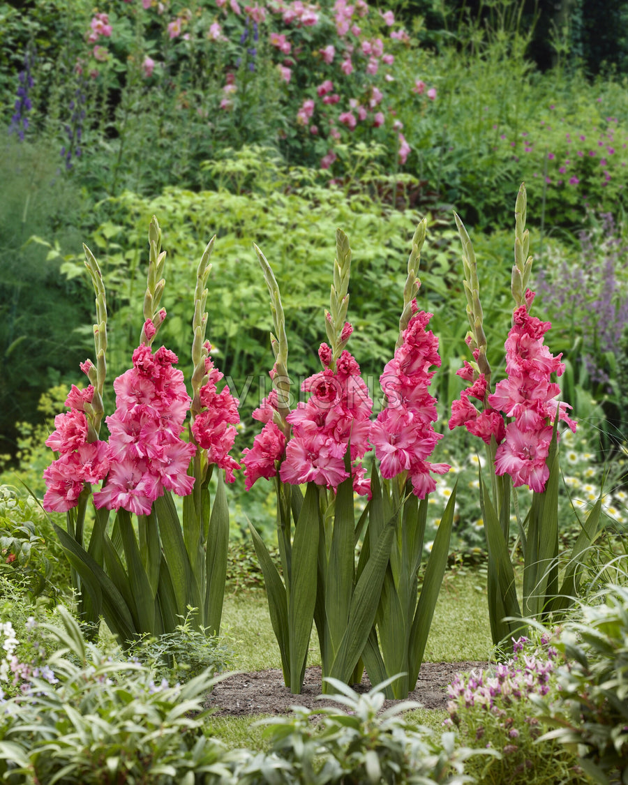 Gladiolus Flamencos Kingston Ruffle 10 - Bulbs - Windyridge Garden Centre
