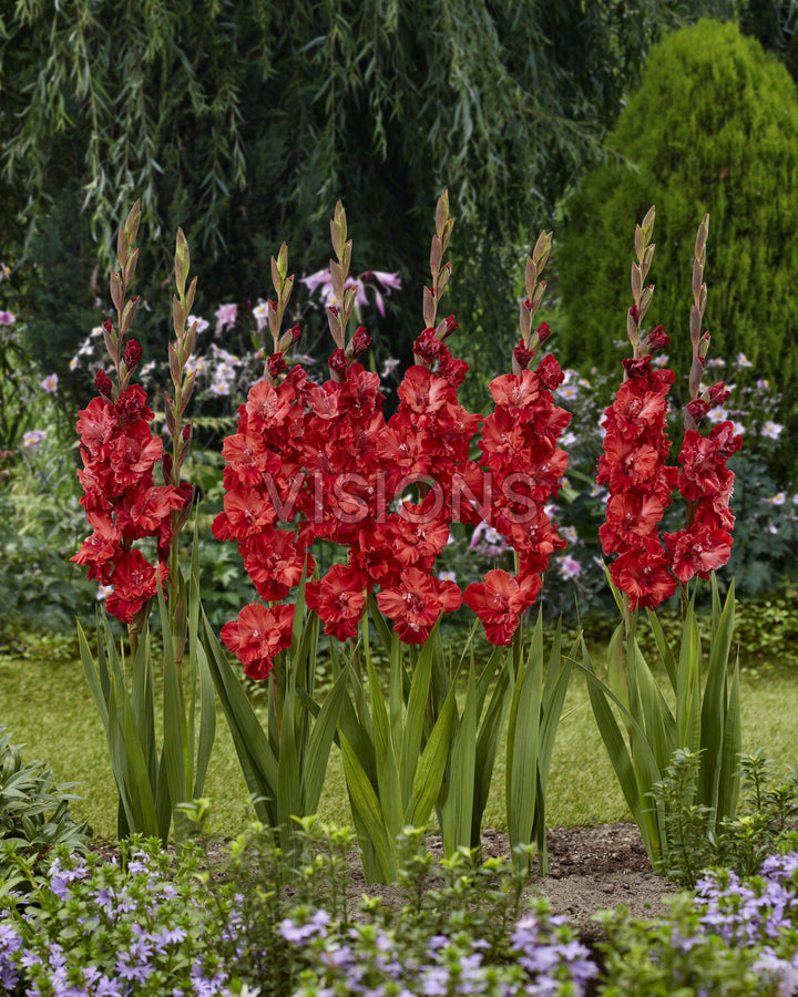 Gladiolus Velvet Raspberry 10 - Bulbs - Windyridge Garden Centre