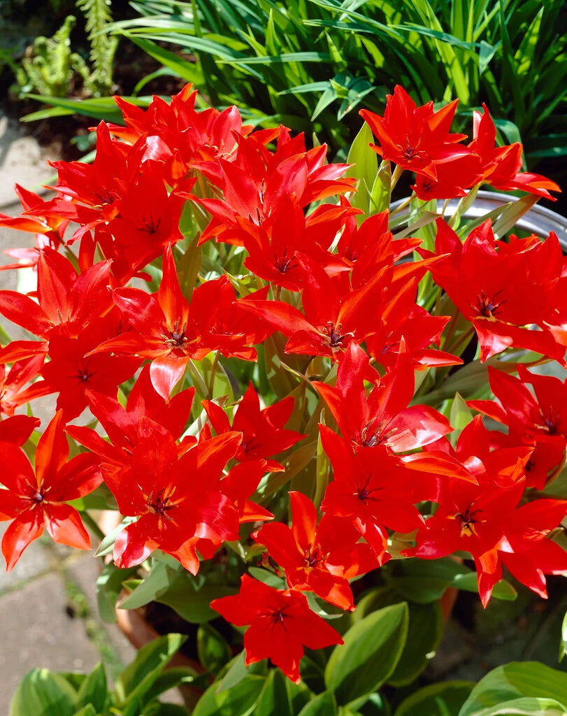 HANGING KIT LARGE TULIP ZWANENBURG x5