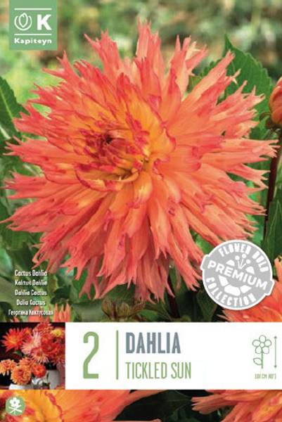Prem Dah Tickle 2 - Bulbs - Windyridge Garden Centre