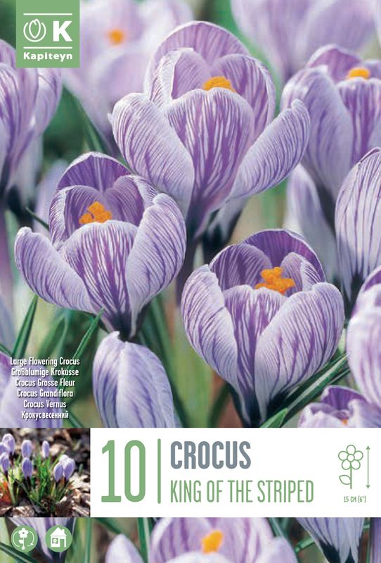 CROCUS KING OF THE STRIPED X 10
