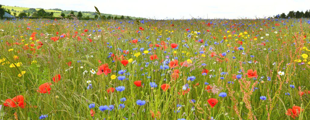 Classic Wildflowers 30 Sqm - Seeds - Windyridge Garden Centre