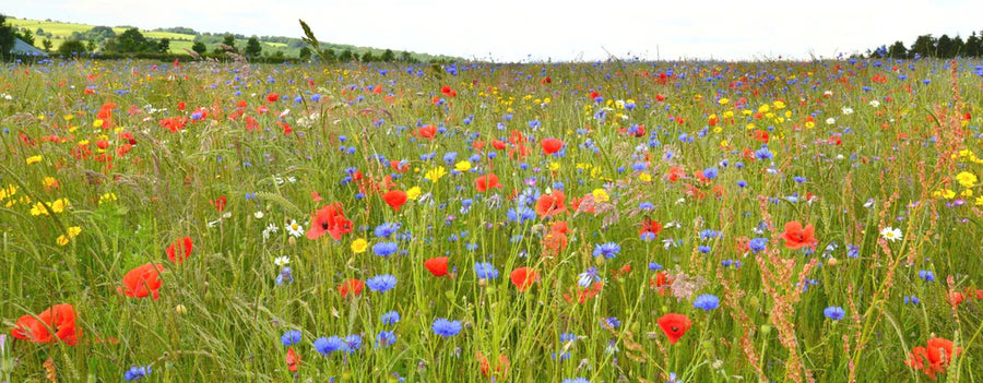 Classic Wildflowers 30 Sqm - Seeds - Windyridge Garden Centre