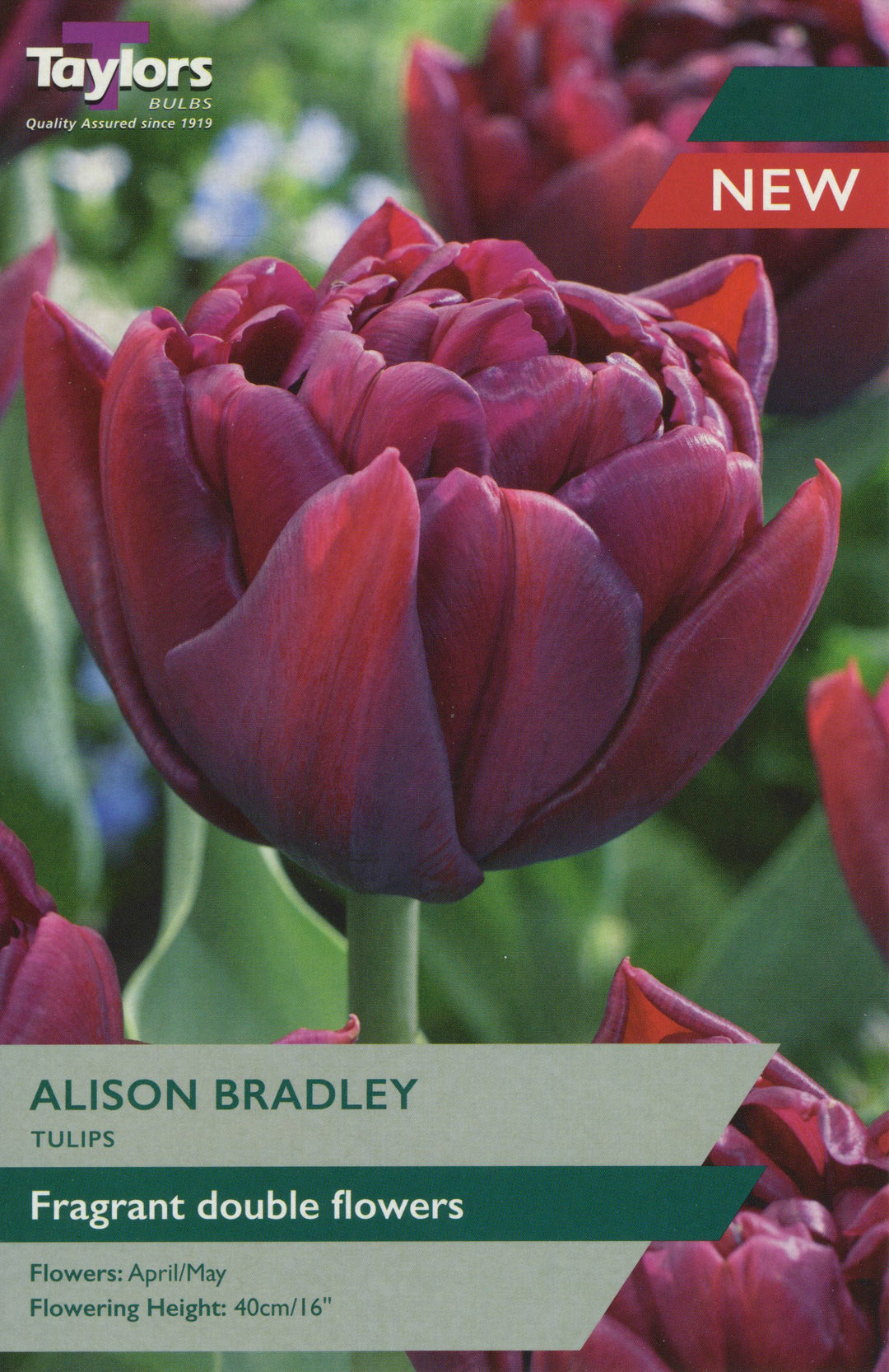 TULIP ALISON BRADLEY 5