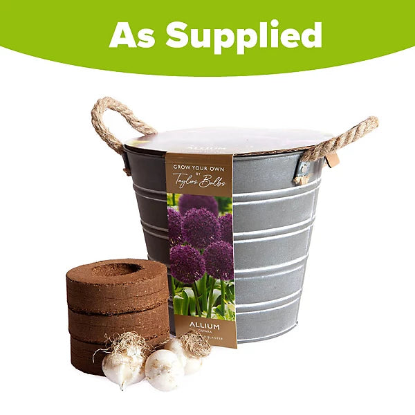 OUTDOOR ALLIUM ZINC BUCKET 3