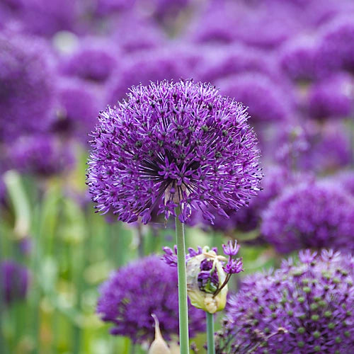 ALLIUM PURPLE SENSATION NET 50