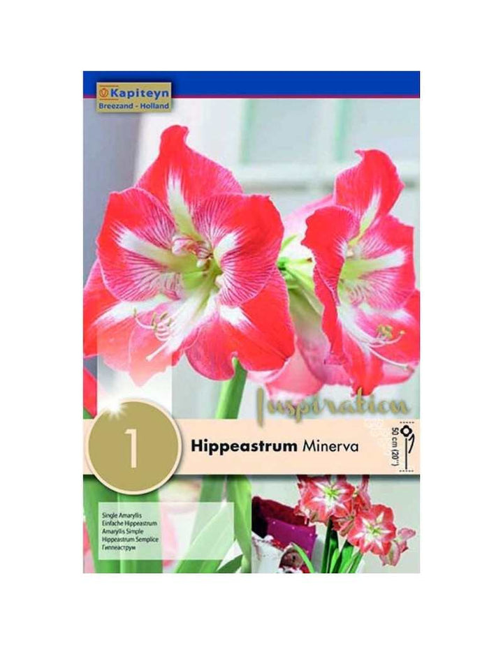 HIPPEASTRUM MINERVA X 1