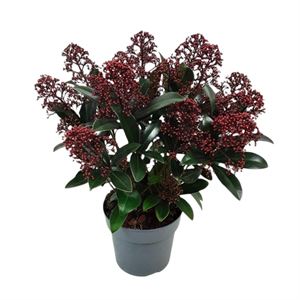 Skimmia Jap. Seduction  3 Ltr Pot - Shrubs - Windyridge Garden Centre
