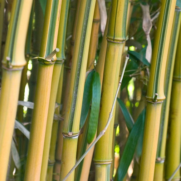 Phyllostachys Aureos. Spectabilis Clt 12 H 125 - 150 Cm - Hedging - Windyridge Garden Centre