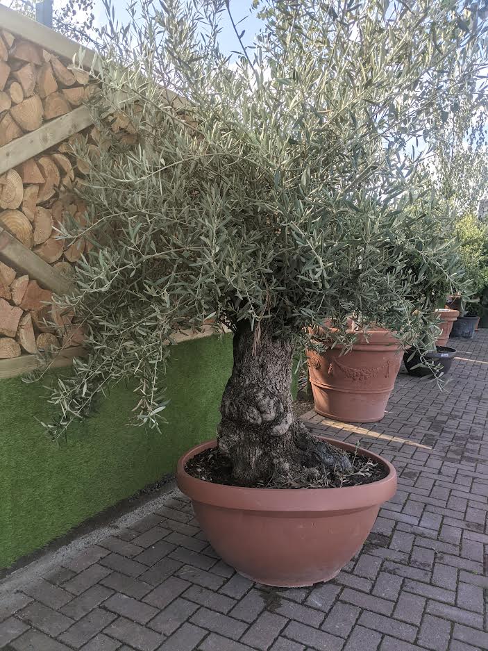 Olea Europea In Cvs Ciotola Diam. 90 Cm Clt 130 -160   Circ. Tr. 60 - 100 Cm  1/2 Std   Bonsai - Grow Your Own - Windyridge Garden Centre