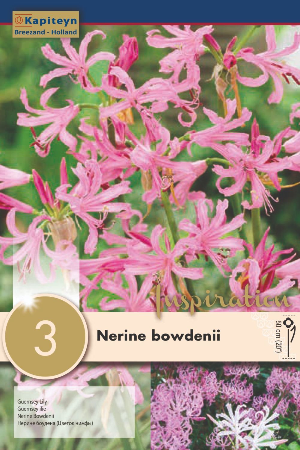 NERINE BOWDENII x 3