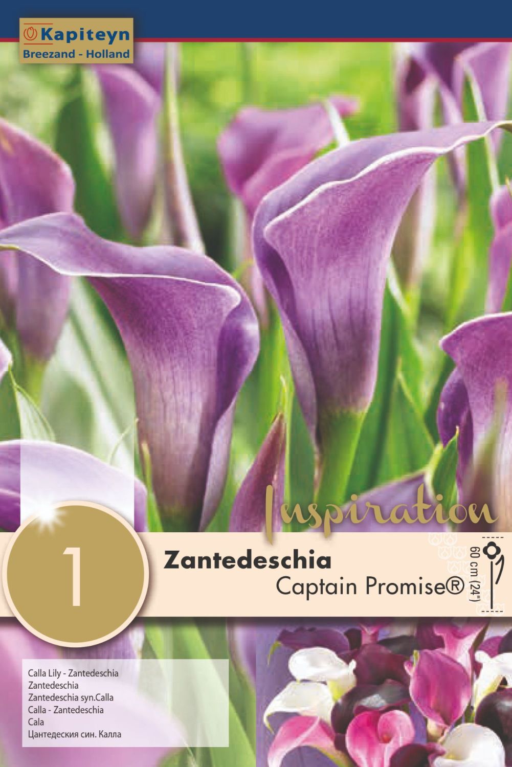 ZANTEDESCHIA CAPTAIN PROMISE x 1