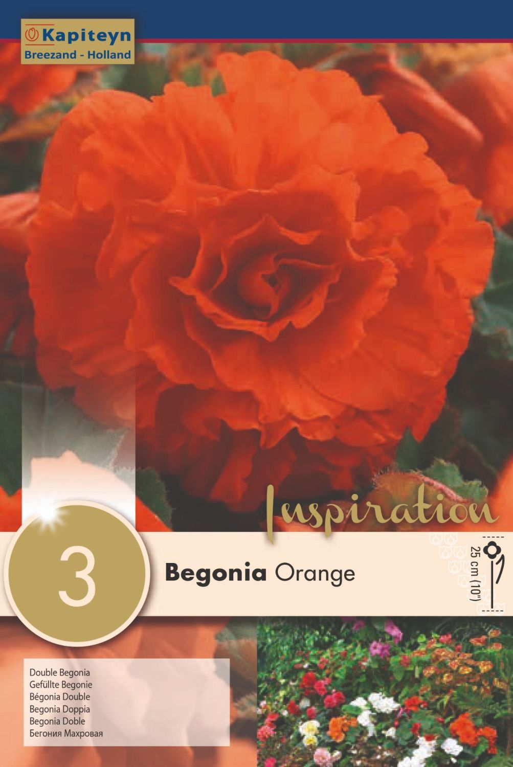 BEGONIA DOUBLE ORANGE x 3