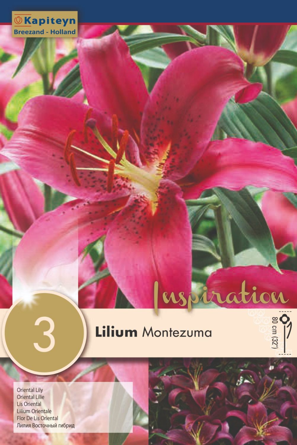LILIUM MONTEZUMA x 3