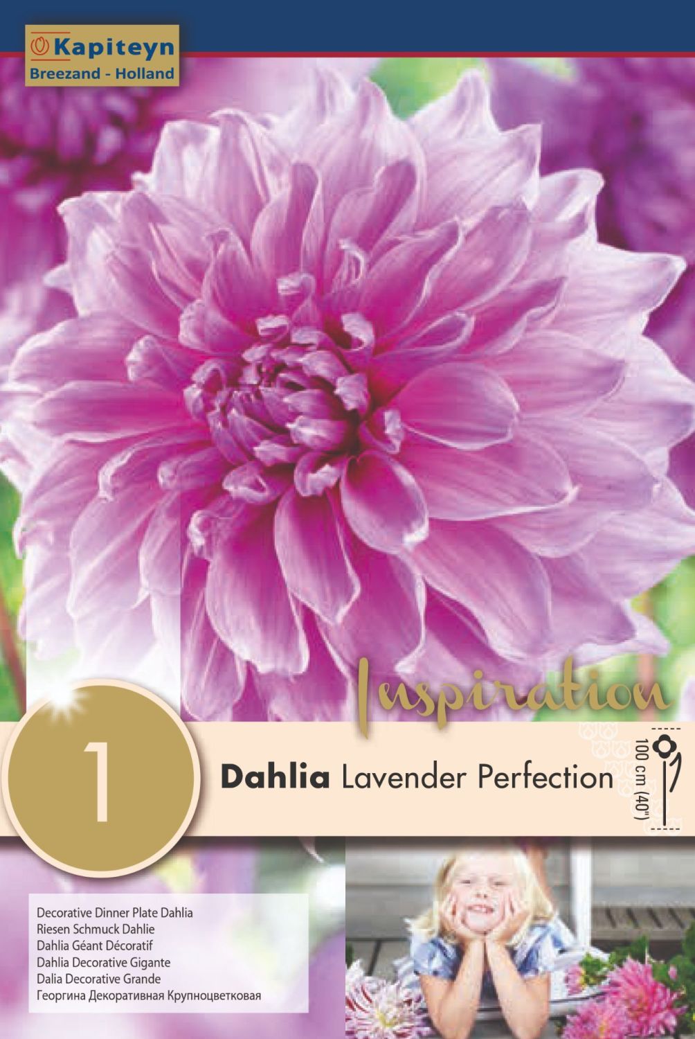 DAHLIA LAVENDER PERFECTION x 1