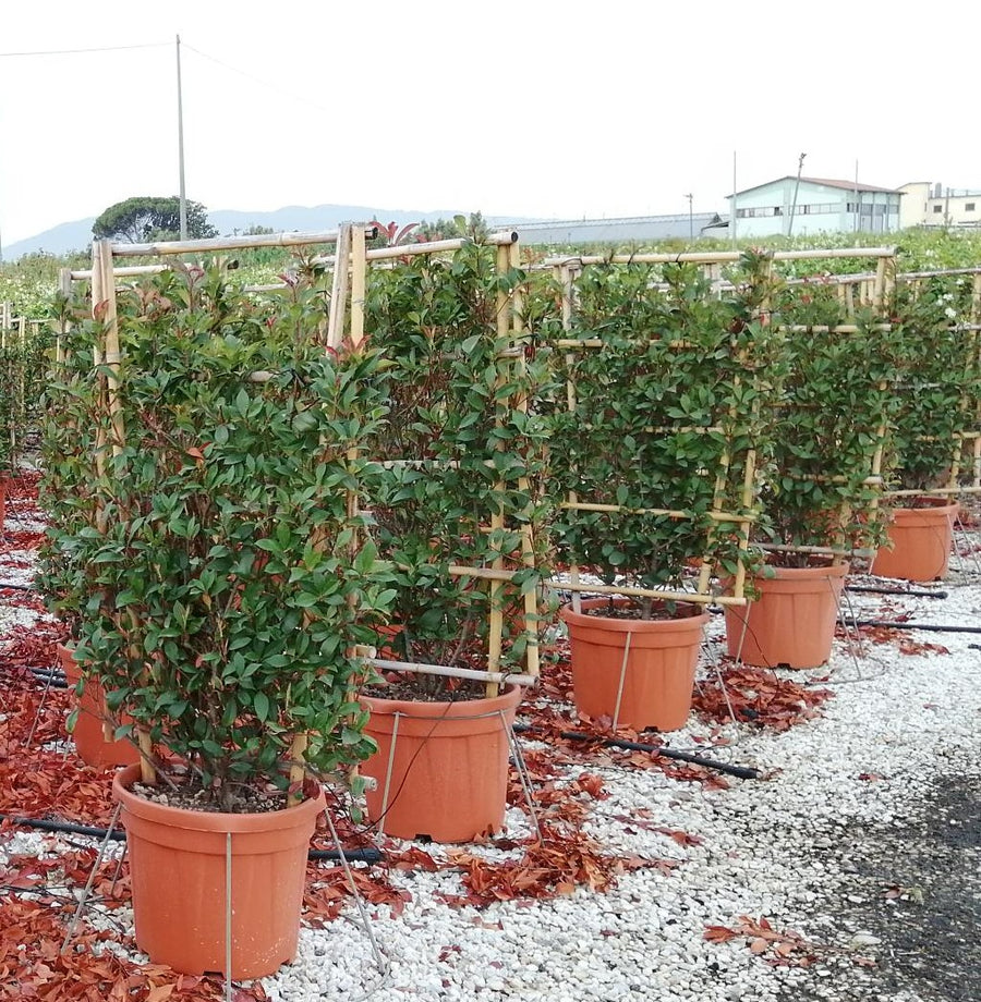 Photinia Serr. Red Robin Compatta Clt 30      Spall  100 X 60 Cm - Hedging - Windyridge Garden Centre