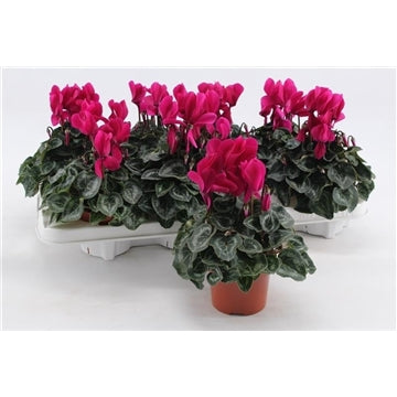 Cyclamen Purple 10.5cm