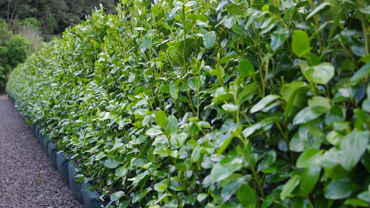 Griselinia Littoralis 5Lt - Hedging - Windyridge Garden Centre