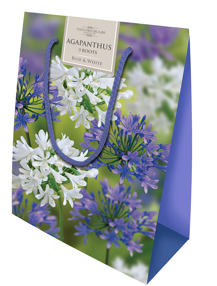 AGAPANTHUS COLLECTION 3