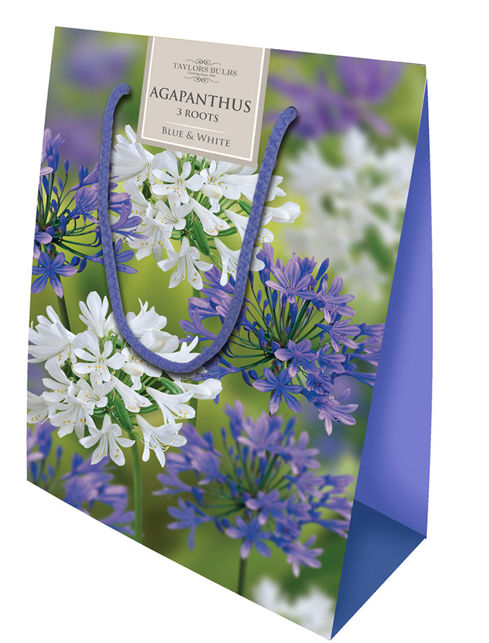 AGAPANTHUS COLLECTION X 3