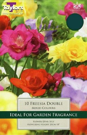 FREESIA DOUBLE