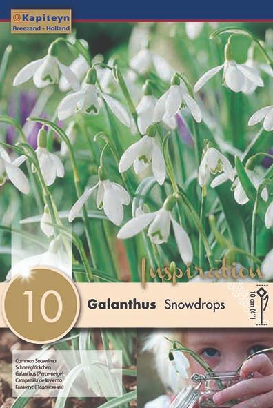 GALANTHUS SNOWDROPS 10 Bulbs