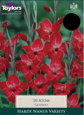 10 GLADIOLI ATOM 8UP
