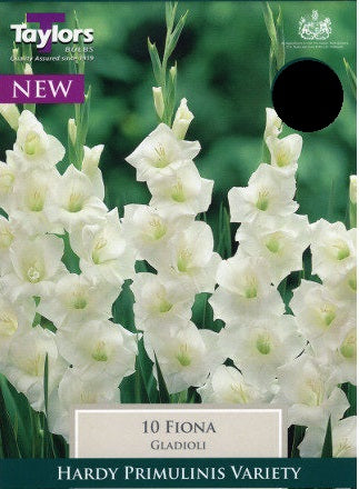 PRE PACKS GLADIOLI FIONA 8