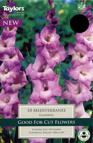 10 GLADIOLI MEDITERRANEE 10-12
