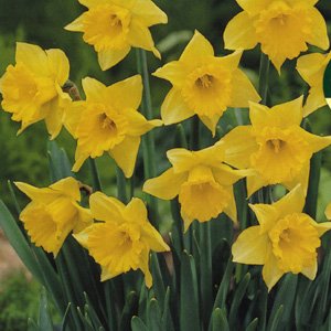 NARCISSUS JANUARY 8