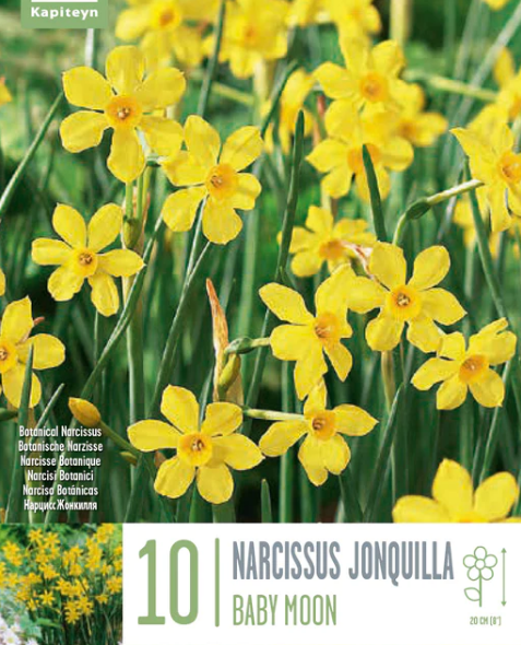 NARCISSUS BABY MOON 10 Bulbs