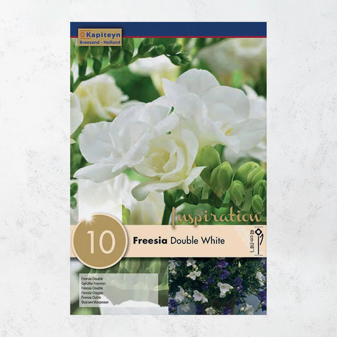 FREESIA WHITE 10