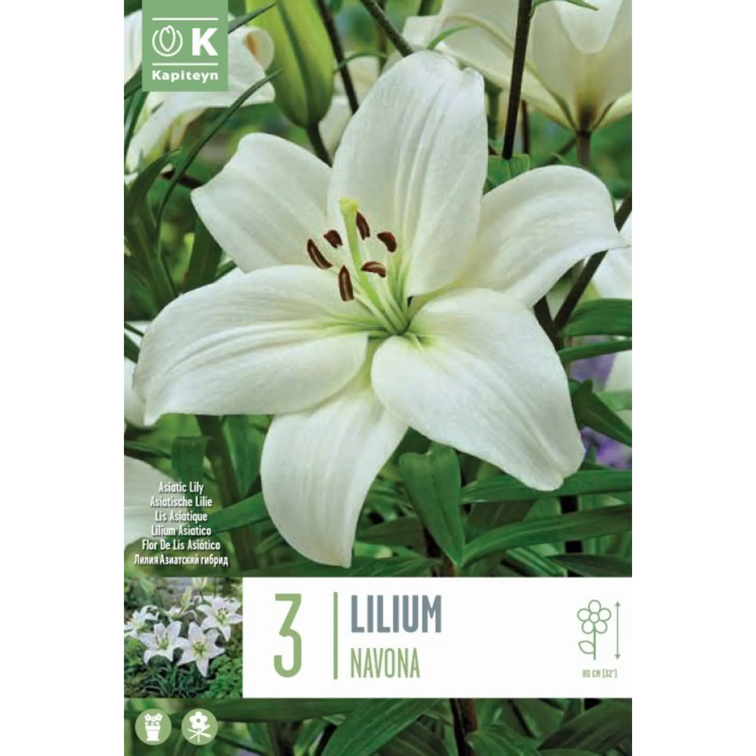 LILIUM NAVONA x 3