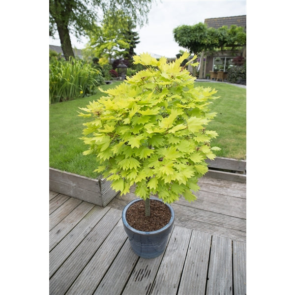 Acer shirasawanum Aureum  4 Ltr pot