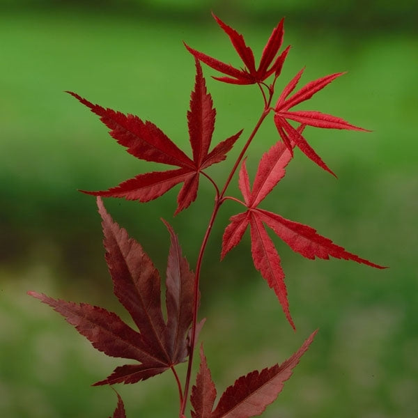 Acer palm Bloodgood