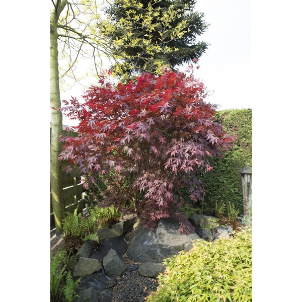 Acer palm Bloodgood