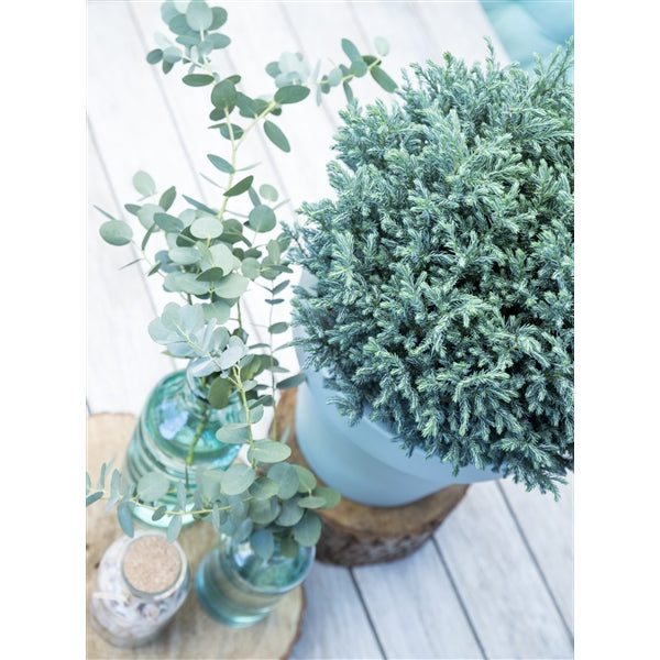 Chamaecyparis pisifera Blue Moon