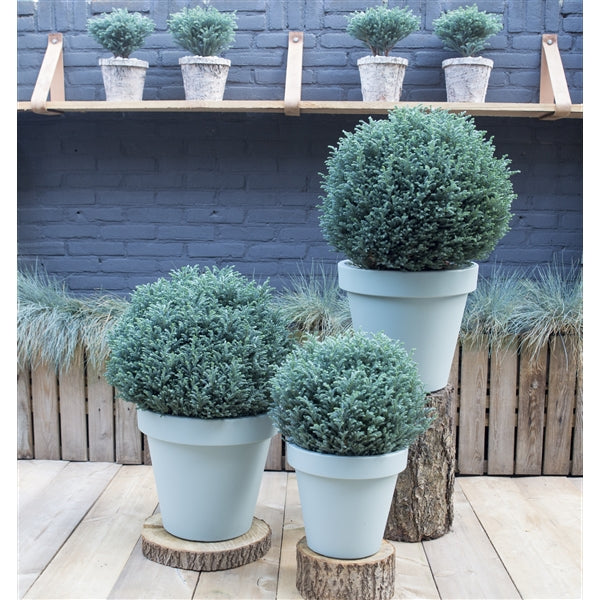 Chamaecyparis pisifera Blue Moon