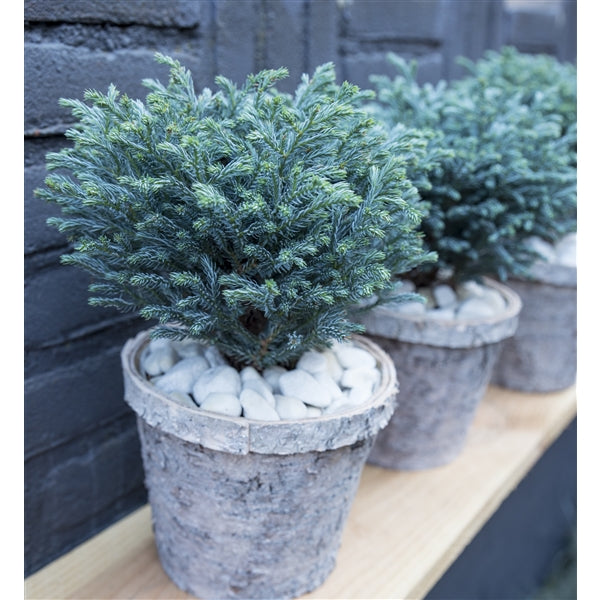 Chamaecyparis pisifera Blue Moon