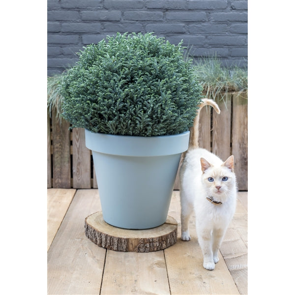 Chamaecyparis pisifera Blue Moon