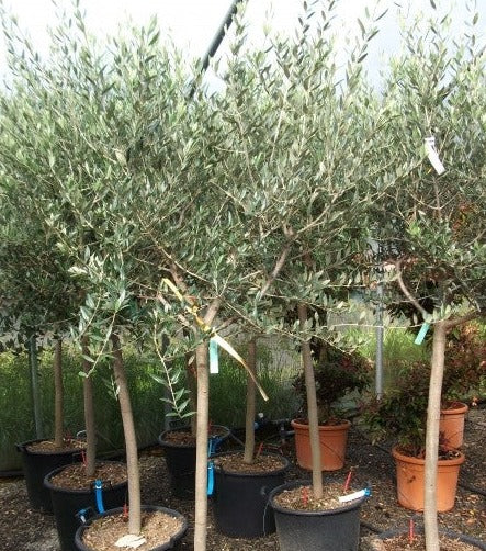 OLEA europea  10+   Std    25L