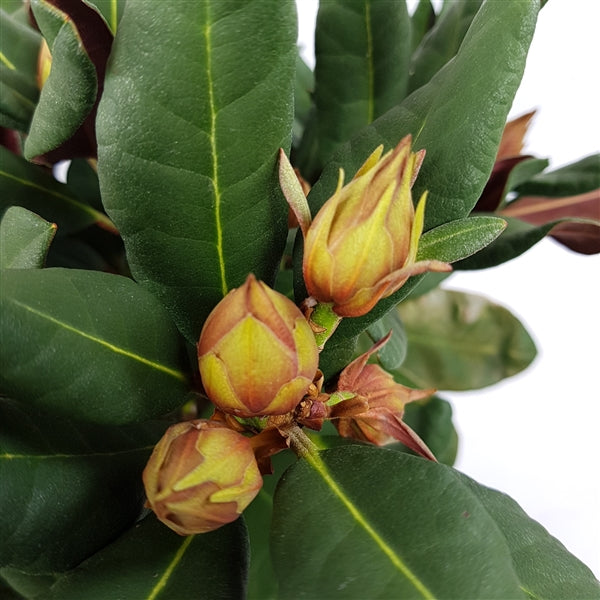 Rhododendron Wine&Roses - Shrubs - Windyridge Garden Centre