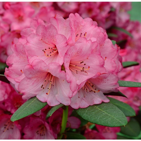 Rhododendron Wine&Roses - Shrubs - Windyridge Garden Centre