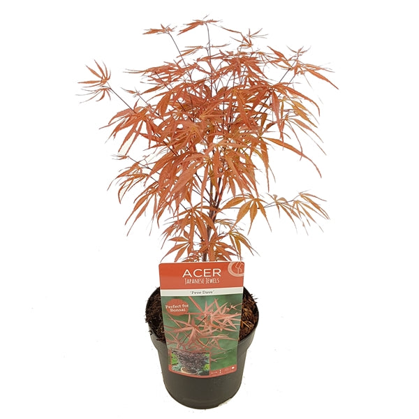 Acer palm. Peve Dave