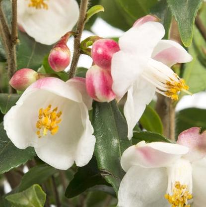 Camellia Cupido - Shrubs - Windyridge Garden Centre