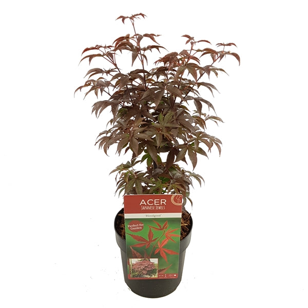 Acer palm Bloodgood